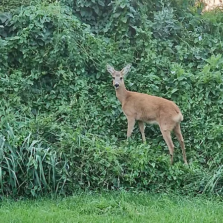 Bright Cozy In * Hals