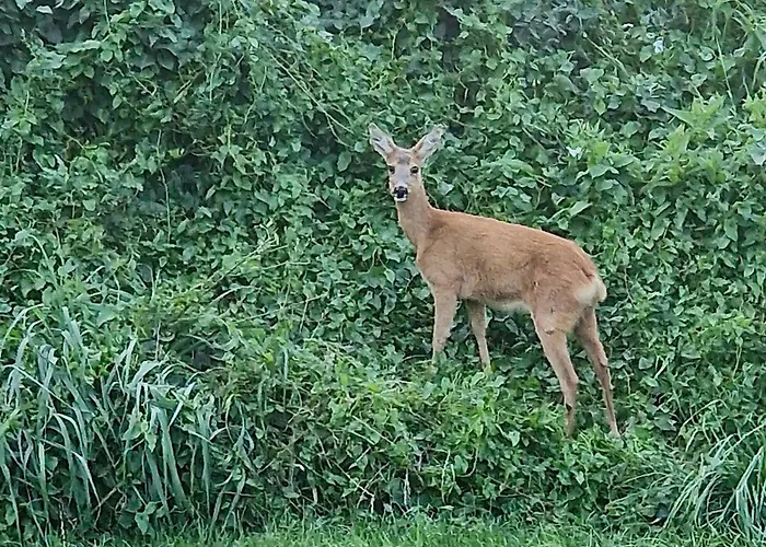 Bright Cozy In * Hals